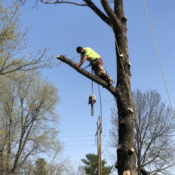 Aaron's Tree Service - Tree Services Near Me - Carbondale, Illinois Aaron's Tree Service - Tree Services Near Me - Carbondale, Illinois