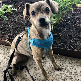 VIP Services - Tiger! Such a cutie and fun! - Pet Sitting Near Me - Fort Myers, Florida