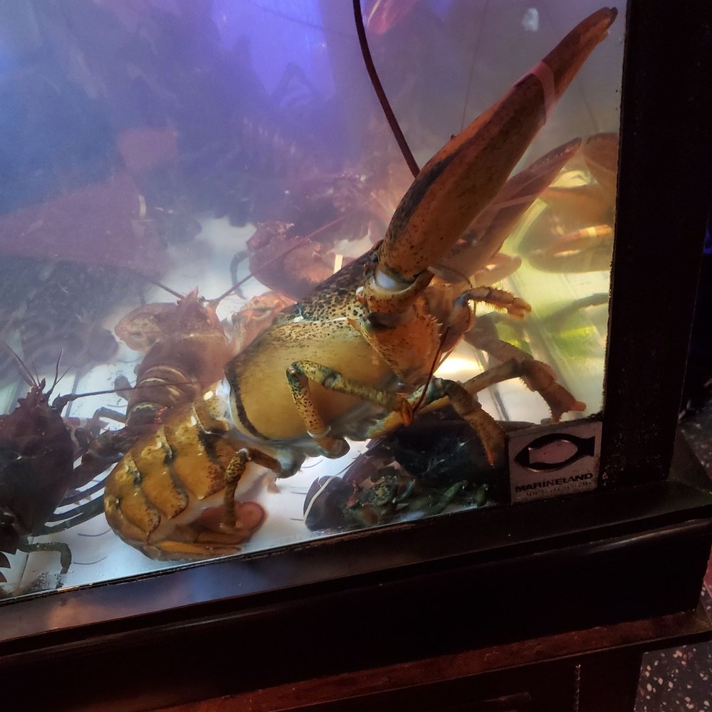 Pappadeaux Seafood Kitchen - Huge lobsters - Seafood Near Me - Conroe, Texas