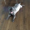 Canine Cleaners gift card