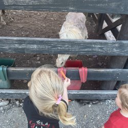 El Ranchito Marketplace - Back of the restaurant where they can feed ponies
