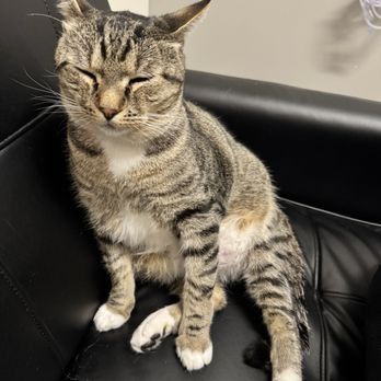 Veterinary Emergency Group - He's so comfy that he even fell asleep sitting - Emergency Pet Hospital Near Me - Larkspur, California Veterinary Emergency Group - He's so comfy that he even fell asleep sitting - Emergency Pet Hospital Near Me - Larkspur, California