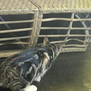 Cats at Play Cafe - Cat and kitten - Themed Cafes Near Me - Asheville, North Carolina