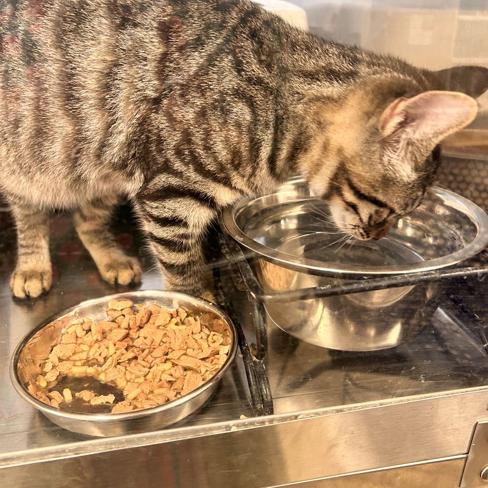 PetSmart - Pet Stores Near Me - Yorba Linda, California