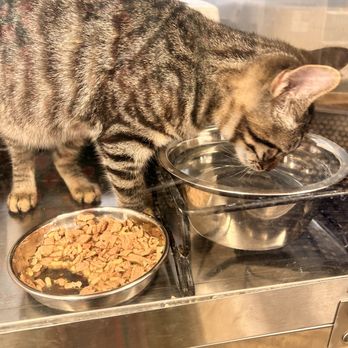 PetSmart - Pet Stores Near Me - Yorba Linda, California