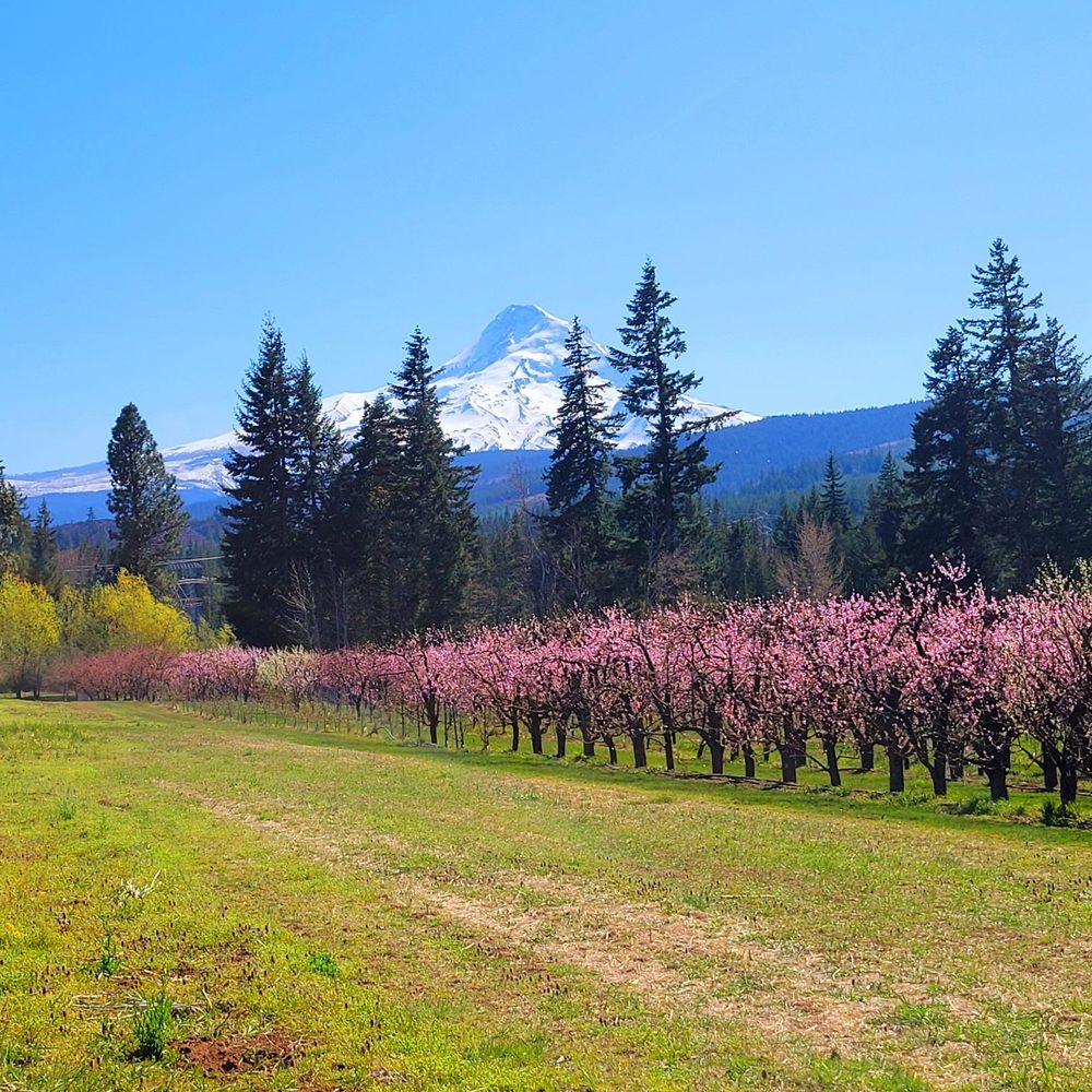 Grateful Vineyard - View to the right of the tasting area - Wine Tasting Room Near Me - Mount Hood, Oregon Grateful Vineyard - View to the right of the tasting area - Wine Tasting Room Near Me - Mount Hood, Oregon