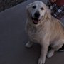 Photo of Pawticular Grooming