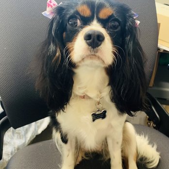 Poodie's Pet Palace - Pet Groomers Near Me - Renton, Washington