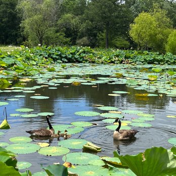 Mobile Japanese Garden - Geese - Botanical Gardens Near Me - Mobile, Alabama