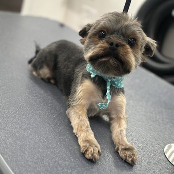 Furry Land Mobile Grooming - Pet Groomers Near Me Furry Land Mobile Grooming - Pet Groomers Near Me