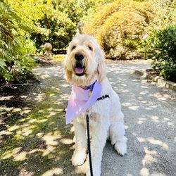 Bellevue Downtown Park - Baci!
