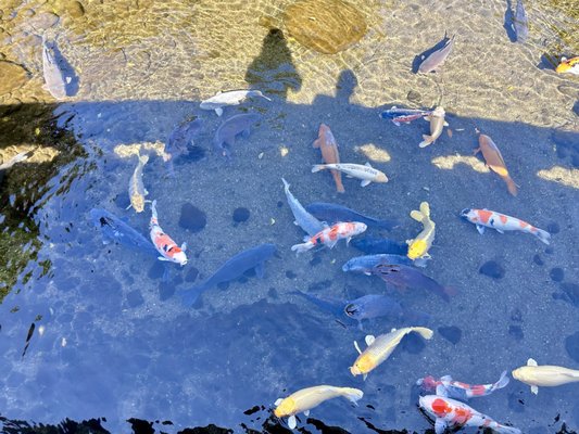 Suizenji Jojuen Garden by null