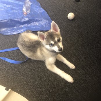 Nordic Mini Huskys - Pet Breeders Near Me