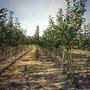 Hostetler Farms