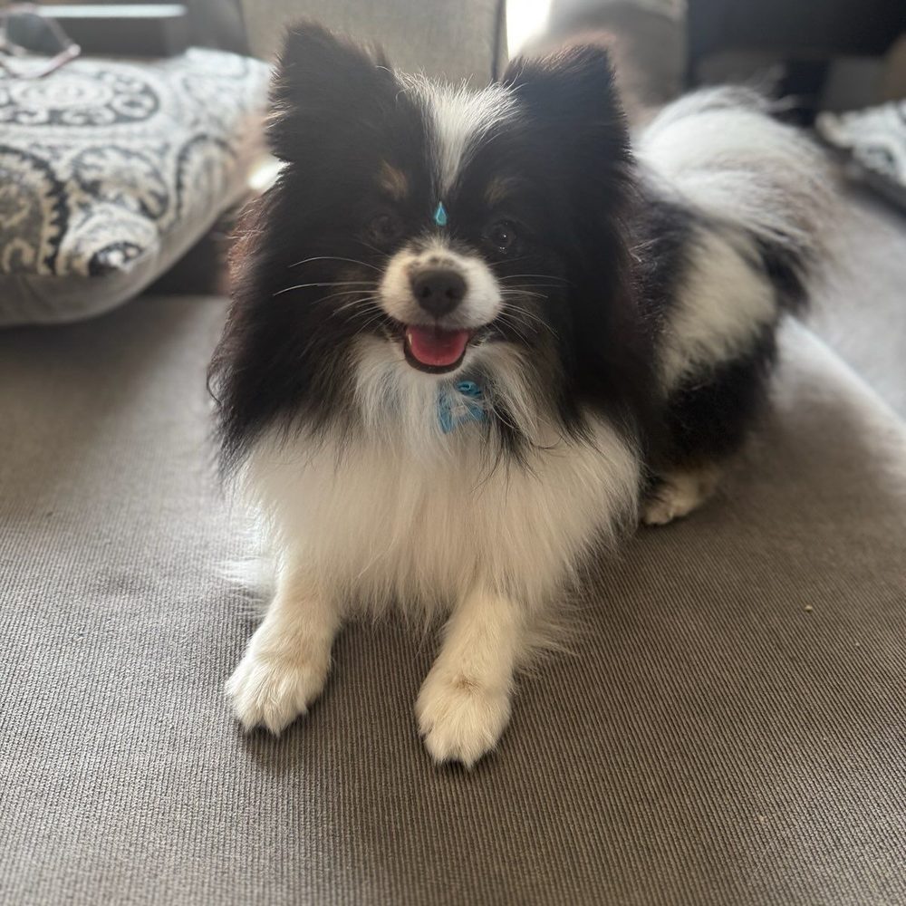Thanks Nalas Grooming, beautiful.