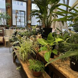 Greenly Plant