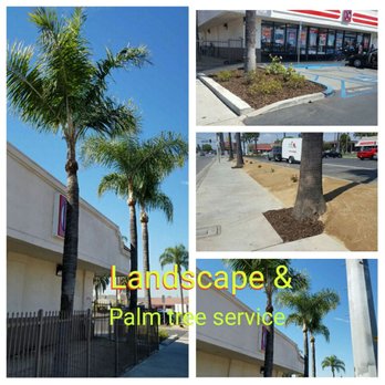 LFR Landscape - a palm tree in front of a building - Tree Services Near Me LFR Landscape - a palm tree in front of a building - Tree Services Near Me