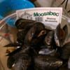 Moosabec Mussels gift card