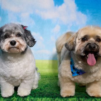 Shear Quality Pet Grooming - Pet Groomers Near Me - Shelby Township, Michigan Shear Quality Pet Grooming - Pet Groomers Near Me - Shelby Township, Michigan