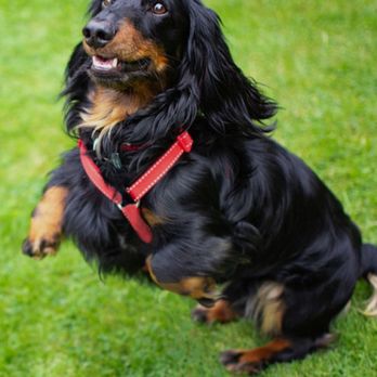 Paws & Pals Pet Resort - Training and Daycare - Pet Training Near Me - Prior Lake, Minnesota Paws & Pals Pet Resort - Training and Daycare - Pet Training Near Me - Prior Lake, Minnesota