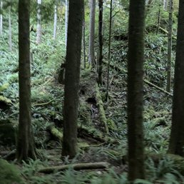forest area