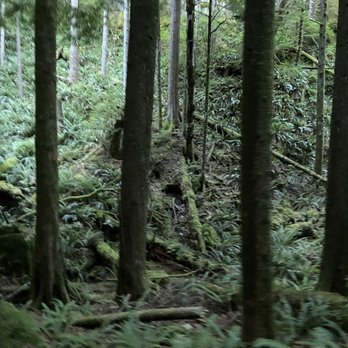 Little Si - forest area - Hiking Near Me