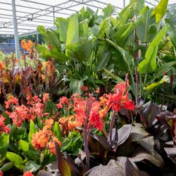 Green Acres Nursery & Supply - Tropical plants.
