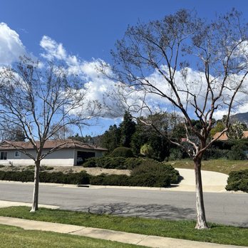 Eder Tree Service and Lawn Maintenance - After. Looks great! - Tree Services Near Me Eder Tree Service and Lawn Maintenance - After. Looks great! - Tree Services Near Me