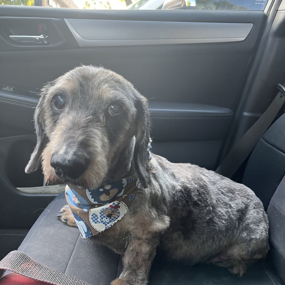 Heavenly Paws - Pet Groomers Near Me - Upland, California Heavenly Paws - Pet Groomers Near Me - Upland, California