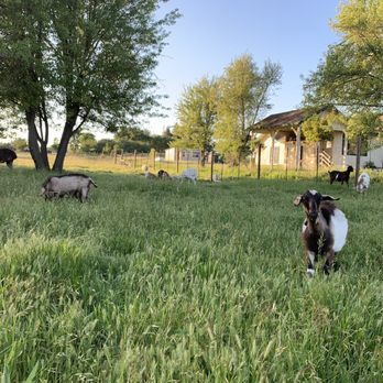 Ektimo Vineyards - cute goats - Wineries Near Me - Sebastopol, California Ektimo Vineyards - cute goats - Wineries Near Me - Sebastopol, California