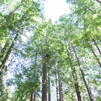 The Sequoia Retreat Center - Venues & Event Spaces Near Me - Ben Lomond, California The Sequoia Retreat Center - Venues & Event Spaces Near Me - Ben Lomond, California