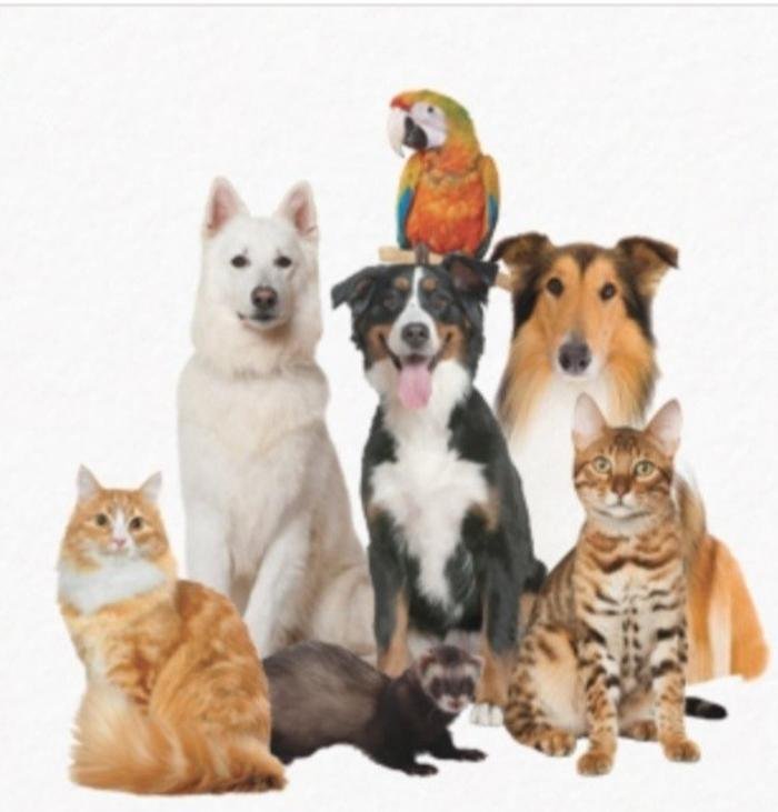MANITOU PET SERVICES Updated August 2024 935 Midland Ave, Manitou