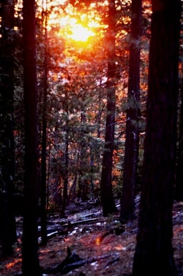 Scenic Wonders Lodging, Cabins and Rentals for Yosemite by null