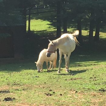 Hogback Mountain Pony Rides - Party Equipment Rentals Near Me - Leesburg, Virginia Hogback Mountain Pony Rides - Party Equipment Rentals Near Me - Leesburg, Virginia