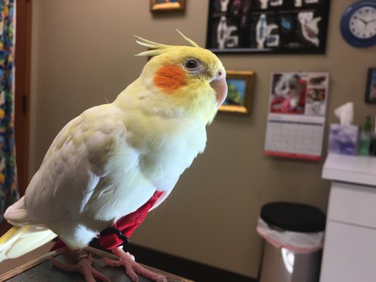 evergreen avian and exotic