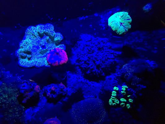 La Rochelle Aquarium by null