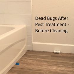 Evermaid Cleaners - Dead bugs all over bathroom after pest control treatment