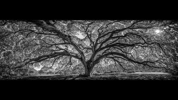 Moanalua Gardens by null