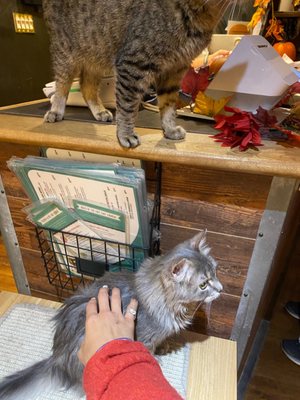 Happy Cat Cafe by null