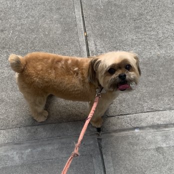 Dog House Spa - Theodore after his haircut - Pet Groomers Near Me - New York, New York Dog House Spa - Theodore after his haircut - Pet Groomers Near Me - New York, New York
