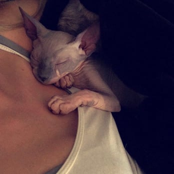 Hollywood Sphynx - He is such a cuddle bug. - Pet Services Near Me Hollywood Sphynx - He is such a cuddle bug. - Pet Services Near Me