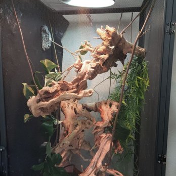 REPTILE FACTORY- RIVERSIDE - Ecosystem cage for lizards - Reptile Shops Near Me - Riverside, California REPTILE FACTORY- RIVERSIDE - Ecosystem cage for lizards - Reptile Shops Near Me - Riverside, California