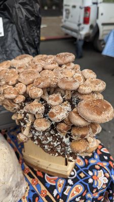 University District Farmers Market by null