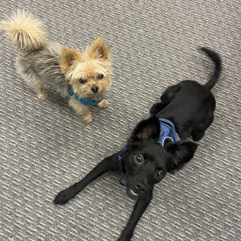 Coco Grooming - Before - Pet Groomers Near Me - Los Angeles, California