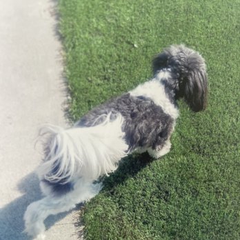 24PetWatch - Pet Insurance Near Me - Rolling Meadows, Illinois