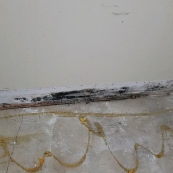 Mint Restoration - Black mold - Damage Restoration Near Me