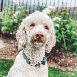 Claremont Labradoodles - Sweet Bodie!
