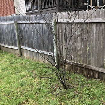 Aaron's Tree Service - Tree Services Near Me - Austin, Texas