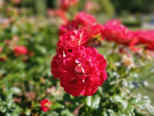 International Rose Test Garden by null