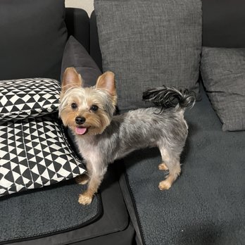 Pooches-N-Pals - Pet Groomers Near Me - Henderson, Nevada